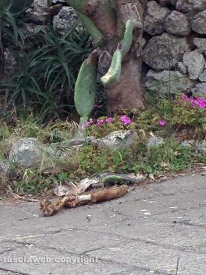 Viterbo - Discarica a cielo aperto in strada Montarone