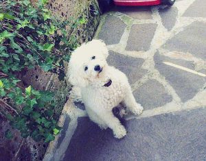 Biscotto