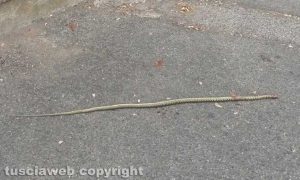 Viterbo - Serpente in via Capodistria