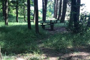 Viterbo - La pineta dei Cimini