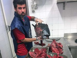 Il pesce sequestrato dalla guardia costiera