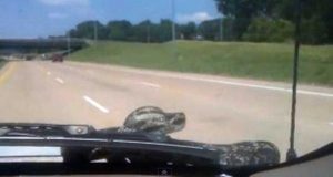 Un serpente su un'auto - foto d'archivio