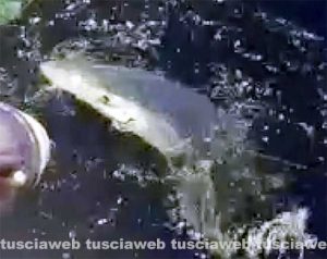 Montalto di Castro - Lo squalo che ha azzannato il pescatore 27enne