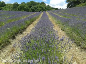 Tuscania - Un campo di lavanda