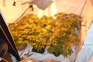 Le piantine di marijuana sequestrate