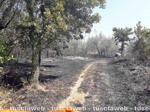 Bolsena - Incendio al parco di Turona