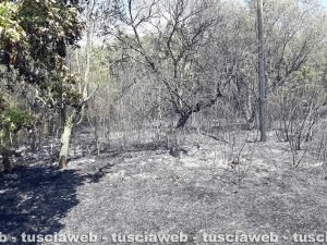 Bolsena - Incendio al parco di Turona