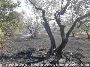 Bolsena - Incendio al parco di Turona