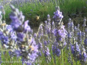 Tuscania - Un campo di lavanda