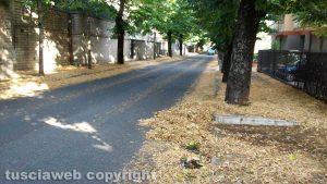 Viterbo - Grotticella invasa dalle foglie secche