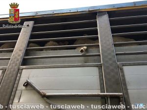 167 agnelli e capretti stipati in un tir per oltre 10 ore