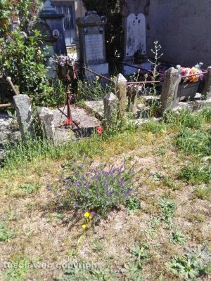 Viterbo - Erbacce al cimitero S. Lazzaro