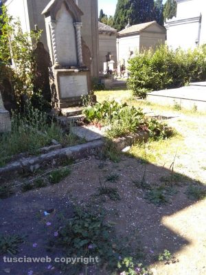 Viterbo - Erbacce al cimitero S. Lazzaro