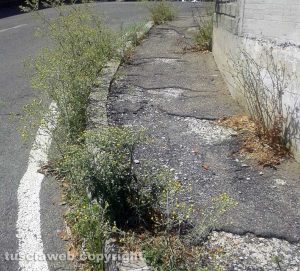 Viterbo - Erbacce in via Rosmini