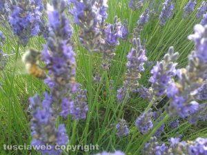 Tuscania - Un campo di lavanda