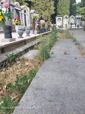 Viterbo - Cimitero S. Lazzaro pieno di erbacce