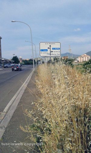 Viterbo - Erba alta sui marciapiedi in via Alessandro Volta