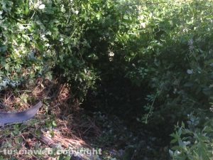 Viterbo - Auto fuori strada in via Belluno