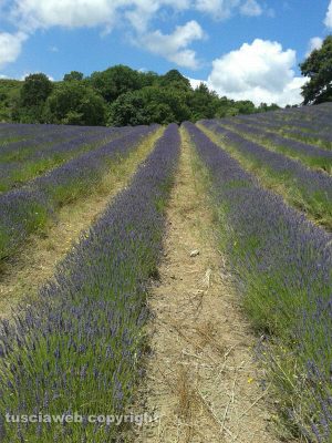 Tuscania - Un campo di lavanda