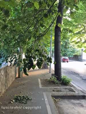 Viterbo - Viale Trieste