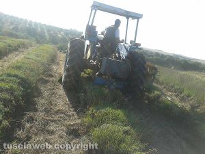 Tuscania - Lavori in un campo di lavanda