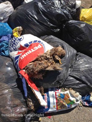 Viterbo - Strada Montarone - Animali morti nell'immondizia