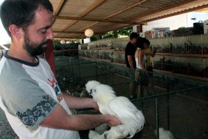 Viterbo - La mostra mercato Animali da cortile