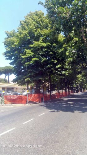 I lavori in viale Trieste