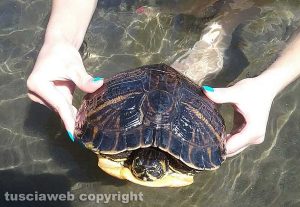 Capodimonte - Tartaruga di acqua dolce