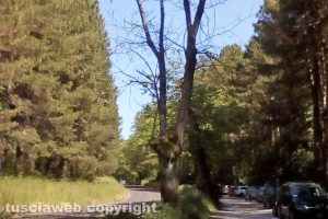 Canepina - Il castagno secco lungo la strada provinciale