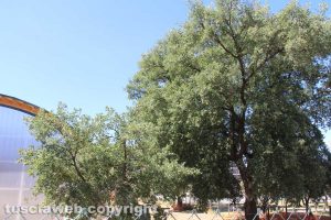 Viterbo - La palestra a santa Barbara