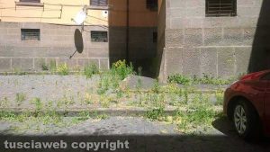 Viterbo - Erbacce in via S. Rita