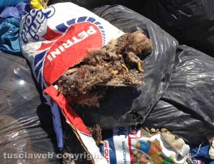 Viterbo - Strada Montarone - Animali morti nell'immondizia