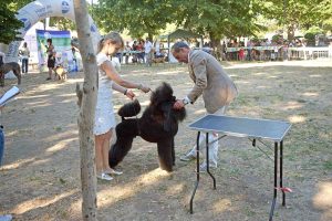 Viterbo - La 49esima esposizione internazionale canina "Città di Viterbo"