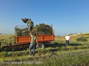 Tuscania - Lavori in un campo di lavanda