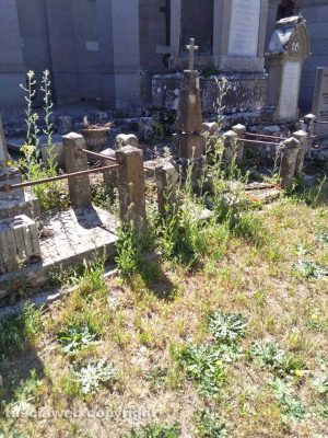 Viterbo - Erbacce al cimitero S. Lazzaro