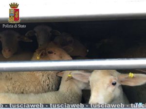 167 agnelli e capretti stipati in un tir per oltre 10 ore