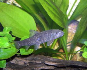 Garra Rufa