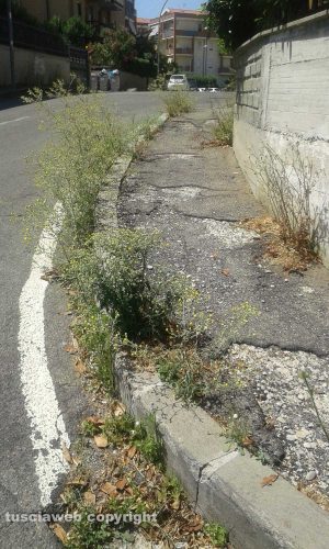Le erbacce sui marciapiedi di via Rosmini
