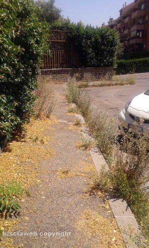 Le erbacce sui marciapiedi di via Rosmini