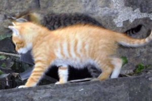 Viterbo - I due gattini