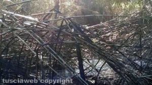 Barbarano Romano - Incendio di sterpaglie in loc. Vico Matrino