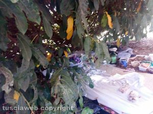 Viterbo - Viale Bruno Buozzi - Due materassi sotto un cespuglio