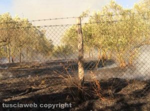 Viterbo - In fiamme campi e uliveti in strada Sasso S. Pellegrino