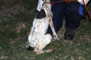 Roma - Polizla locale - Canile sequestrato - Uno dei cani