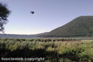 Caprarola - Una rondine in volo