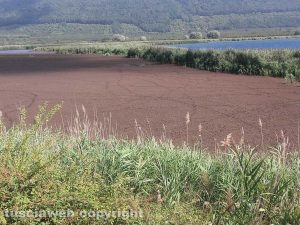 La palude naturale del lago di Vico