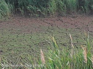 La palude naturale del lago di Vico