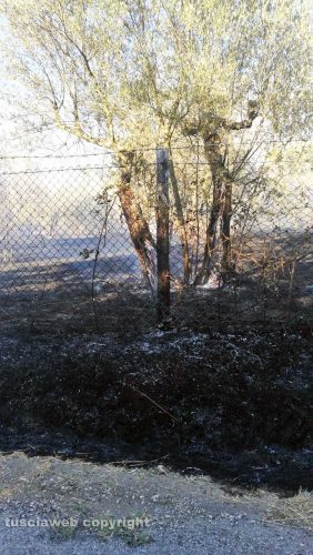 Viterbo - In fiamme campi e uliveti in strada Sasso S. Pellegrino