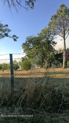 Viterbo - In fiamme campi e uliveti in strada Sasso S. Pellegrino